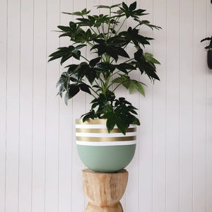 Dip Tease Planter - Gold Stripe