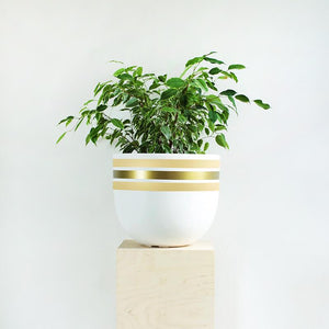 Stripe Tease Planter