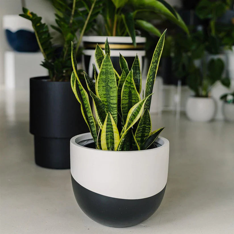 Venice Planter