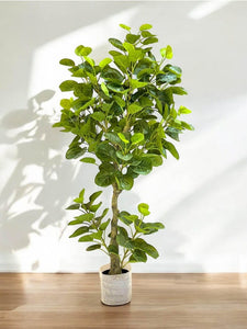 Artificial White Pepeomia Plant