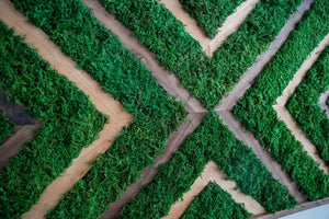 Chevron Designer Preserved Moss Wall Art